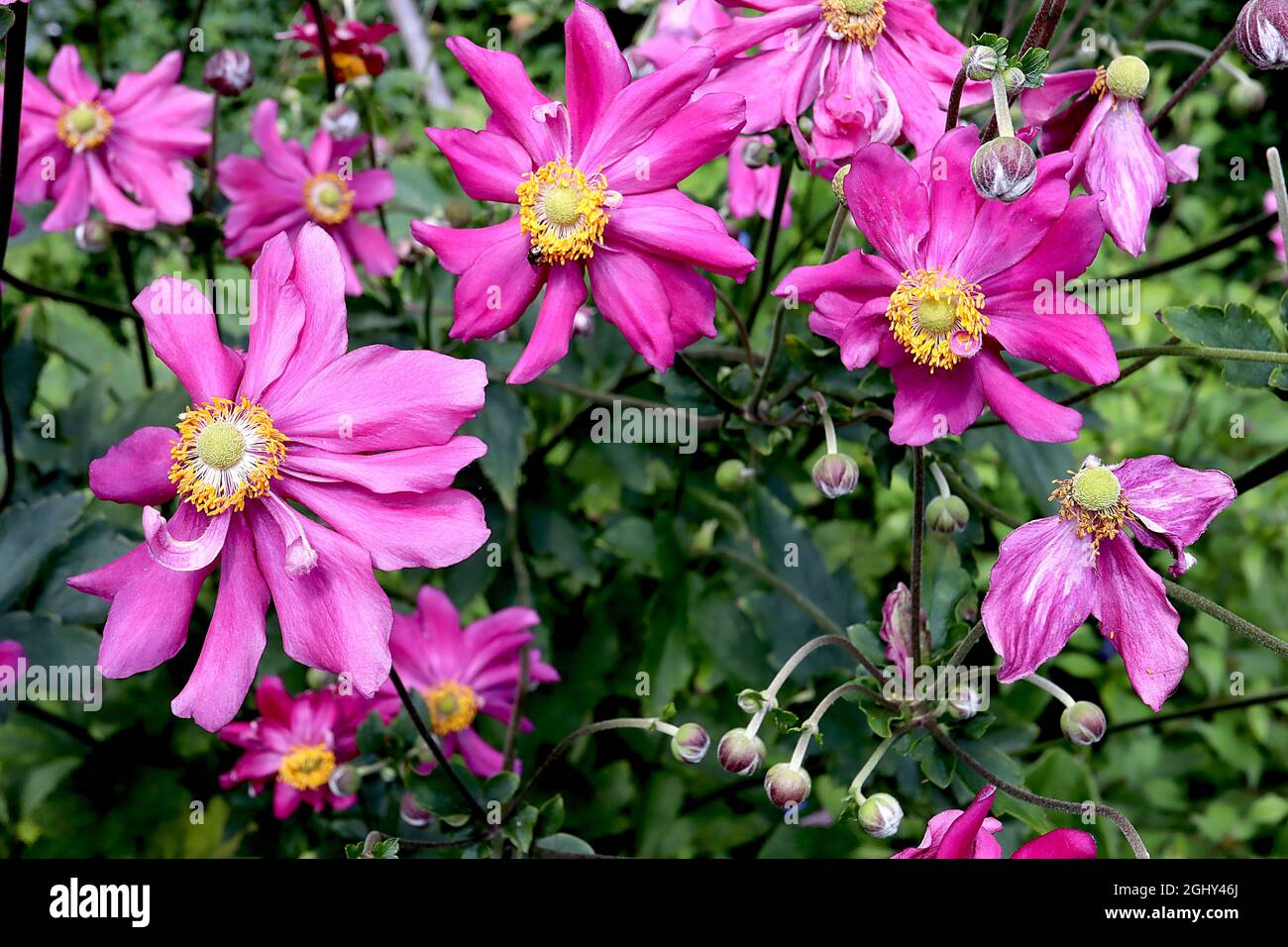 Anemone hupehensis var japonica ‘Bressingham Glow’ Japanese anemone Bressingham Glow – en forme de soucoupe fleurs semi-doubles roses profondes avec centre vert, Banque D'Images