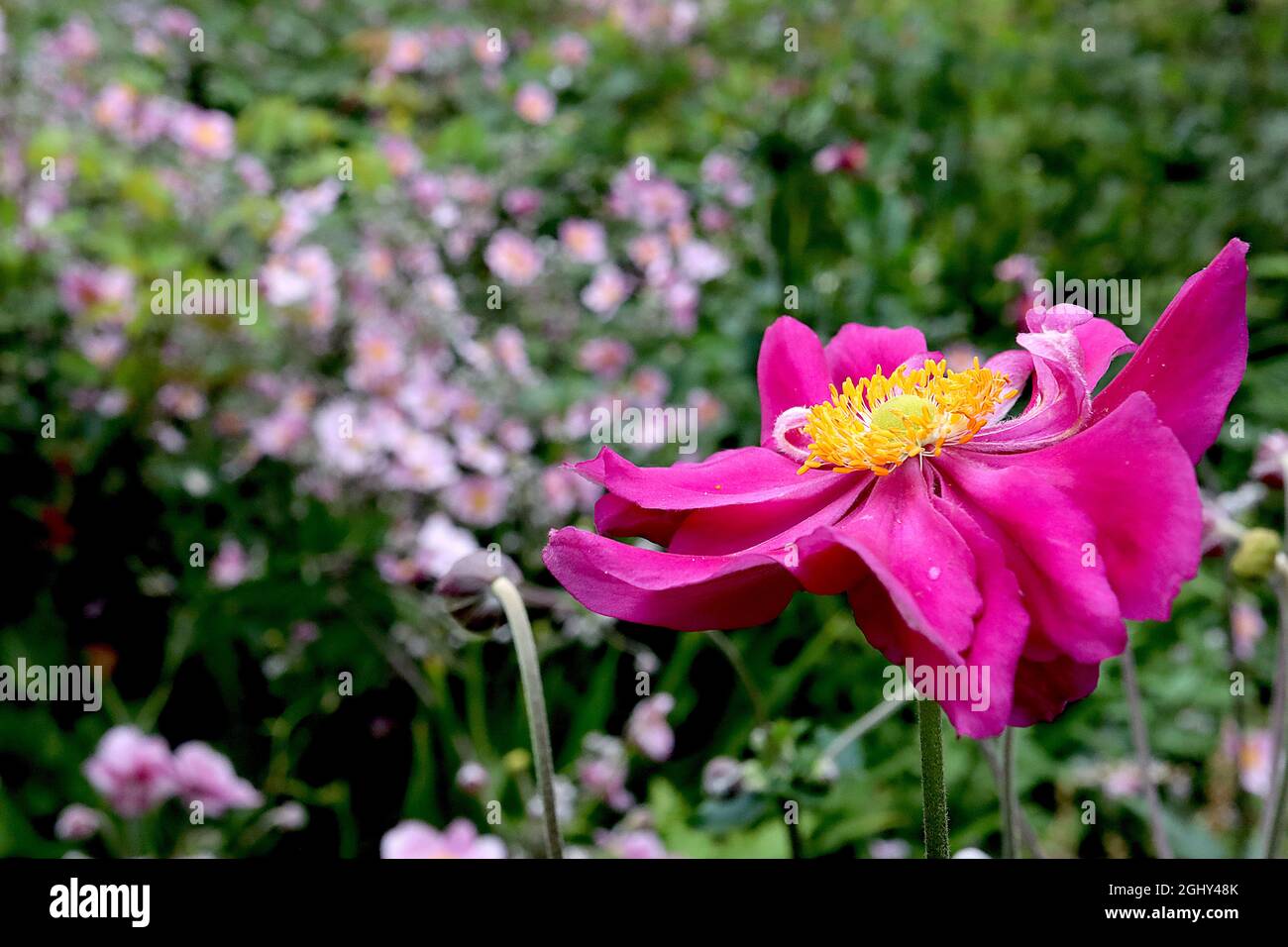 Anemone hupehensis var japonica ‘Bressingham Glow’ Japanese anemone Bressingham Glow – en forme de soucoupe fleurs semi-doubles roses profondes avec centre vert, Banque D'Images