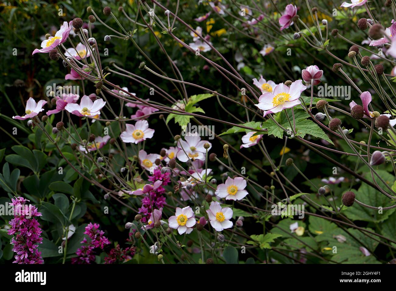 Anemone x hybrida ‘Dainty Swan’ anémone japonaise Dainty Swan – fleurs blanches simples en forme de soucoupe avec dos de pétale rose et centre vert, août, Banque D'Images