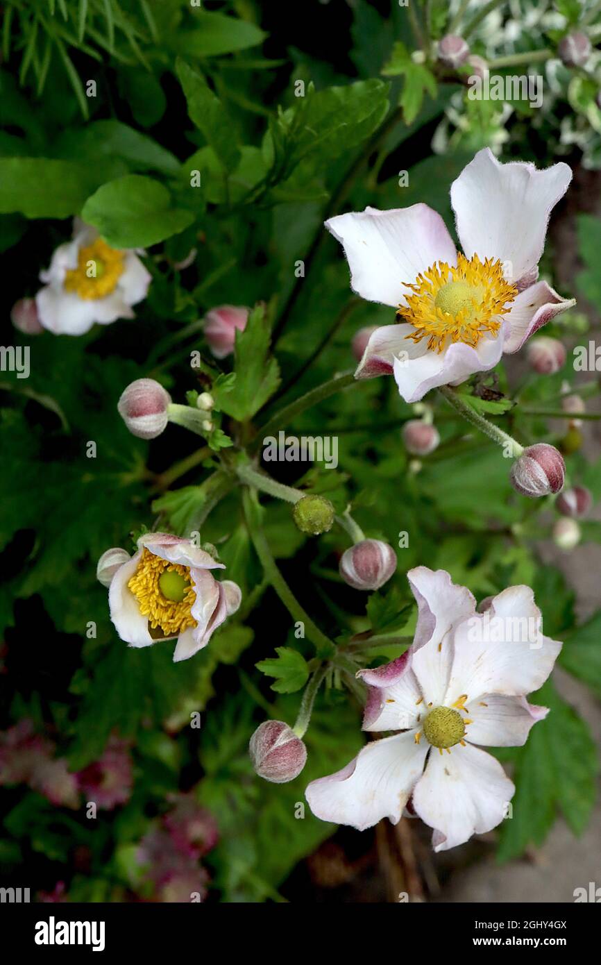 Anemone x hybrida ‘Dainty Swan’ anémone japonaise Dainty Swan – fleurs blanches simples en forme de soucoupe avec dos de pétale rose et centre vert, août, Banque D'Images