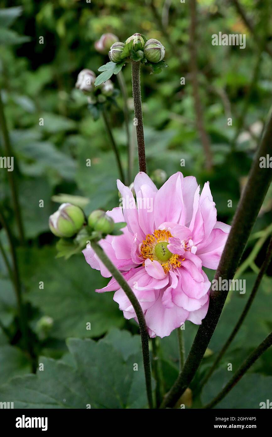 Anémone x hybrida 'Queen Charlotte' anémone japonaise Reine Charlotte –  double fleur rose clair en forme de soucoupe à volant avec marges blanches,  août, Royaume-Uni Photo Stock - Alamy