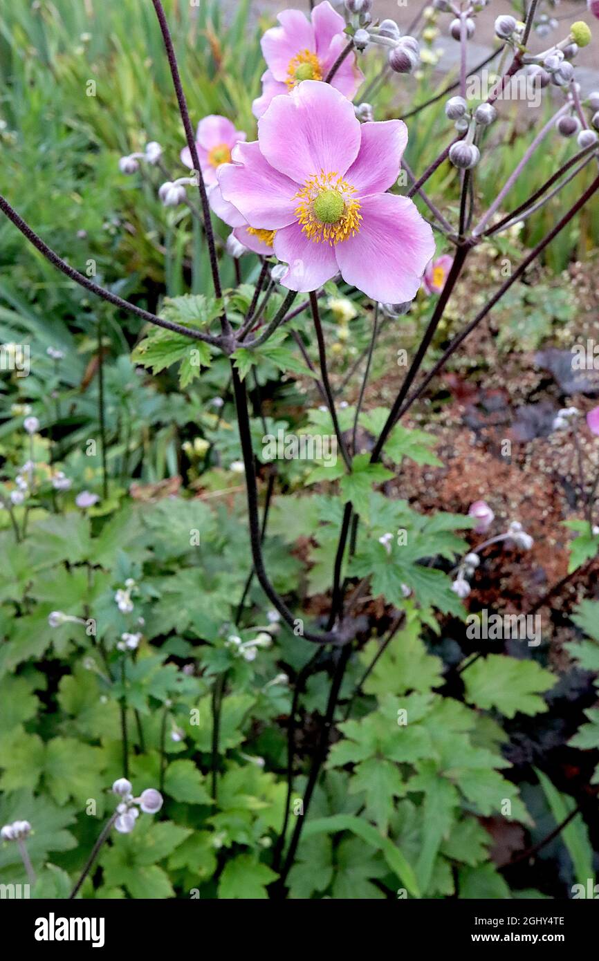 Anemone x hybrida 'Deptember Charm' Japanese Anemone September Charm –  fleurs simples rose très pâle avec de larges marges blanches, août,  Angleterre, Royaume-Uni Photo Stock - Alamy