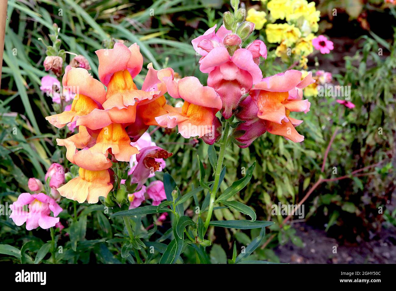 Antirrhinum majus «Illumination Mix» snapdragon Illumination Mix – tiges courtes de fleurs roses orange avec un palais jaune, août, Angleterre, Royaume-Uni Banque D'Images