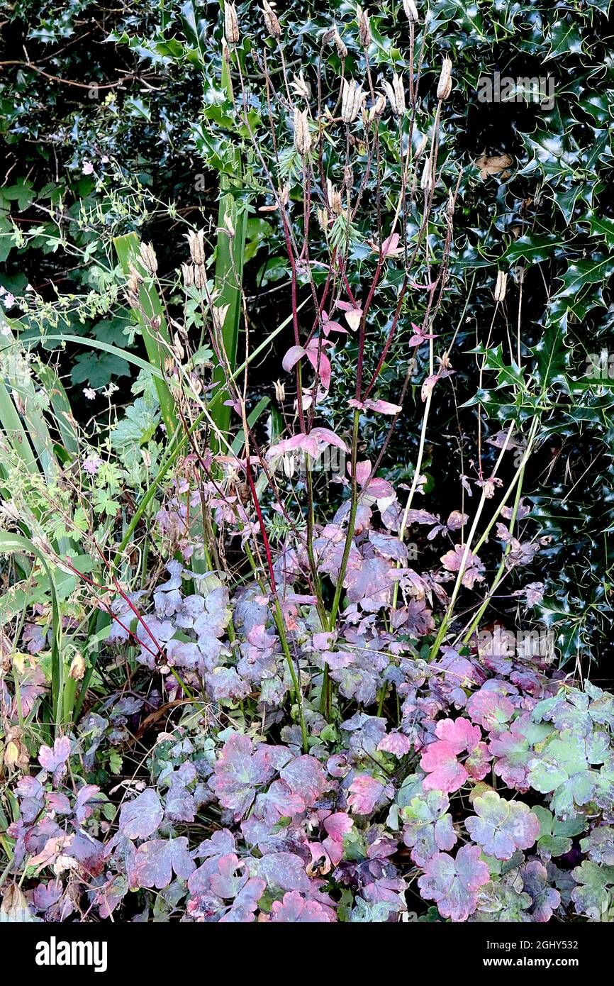 Aquilegia vulgaris LAISSE SEULEMENT Columbine / Grantys bonnet – prune et vert vieilles feuilles, août, Angleterre, Royaume-Uni Banque D'Images