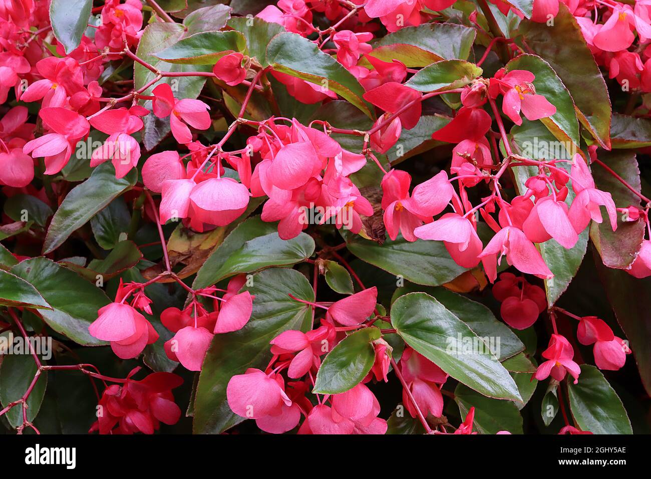 Begonia ‘Dragon Wing Pink’ Angelwing Begonia – fleurs rondes roses profondes et feuilles en forme d’ange vert frais, août, Angleterre, Royaume-Uni Banque D'Images