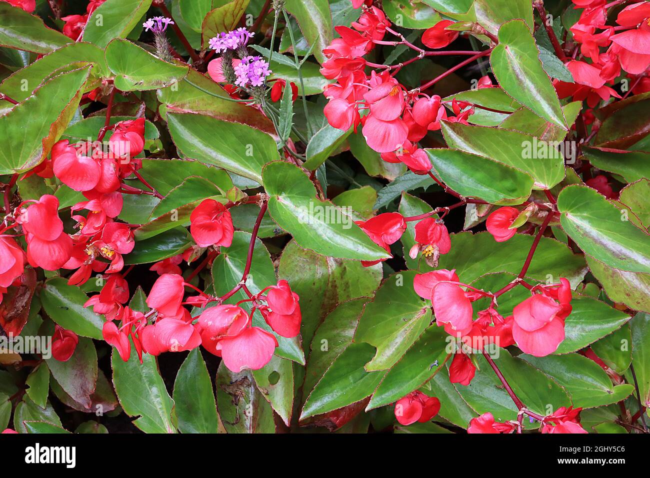 Begonia ‘Dragon Wing Pink’ Angelwing Begonia – fleurs rondes roses profondes et feuilles en forme d’ange vert frais, août, Angleterre, Royaume-Uni Banque D'Images