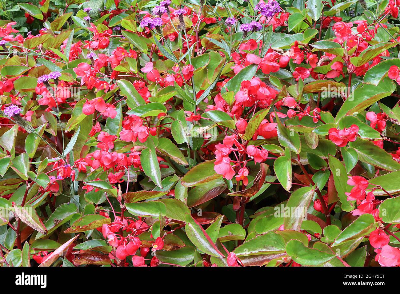 Begonia ‘Dragon Wing Pink’ Angelwing Begonia – fleurs rondes roses profondes et feuilles en forme d’ange vert frais, août, Angleterre, Royaume-Uni Banque D'Images