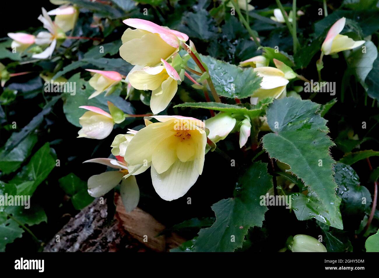 Begonia ‘Shummerwings Vanilla Elegance’ simple fleur crème avec dos de pétale rose et feuilles en forme d'aile d'ange vert foncé, août, Angleterre, Royaume-Uni Banque D'Images