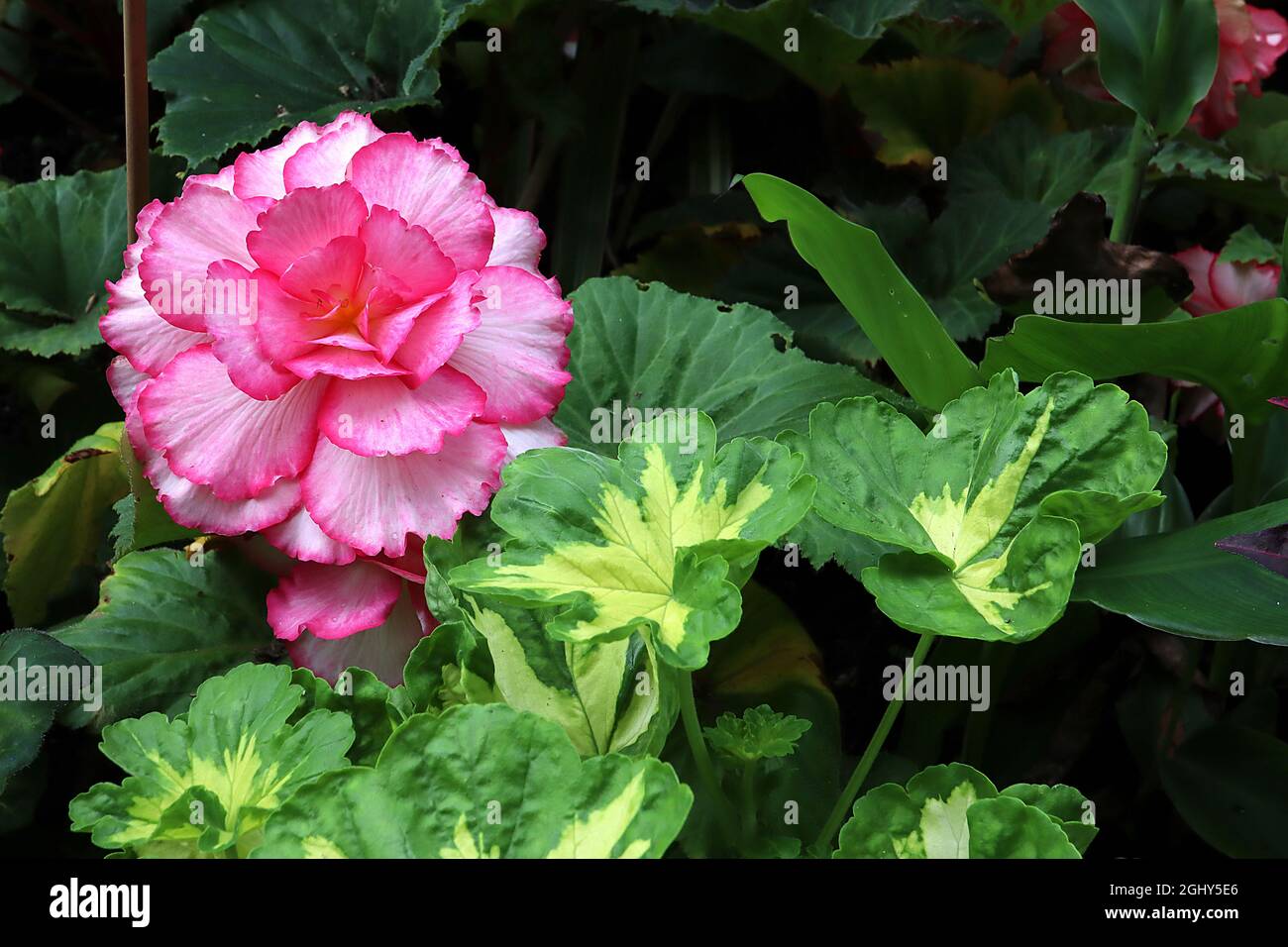 Begonia tuberosa, double fleur blanche en forme de majestic White Pink Picotee, avec marges roses profondes et marmotte, août, Angleterre, Royaume-Uni Banque D'Images