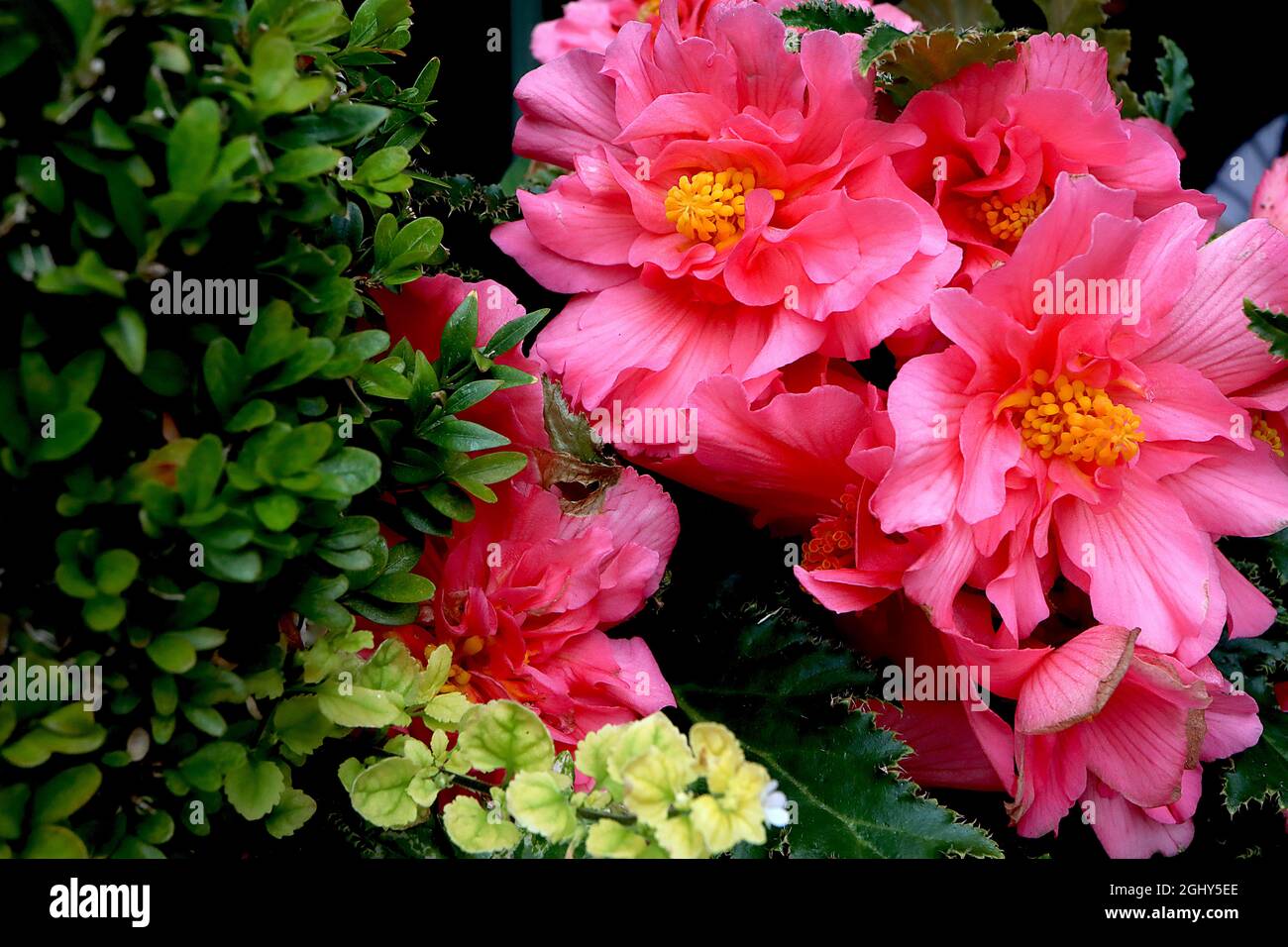 Begonia tuberosa «rose non stop» double fleurs roses moyennes et feuilles vert foncé en forme d'ange à nervures vertes, août, Angleterre, Royaume-Uni Banque D'Images