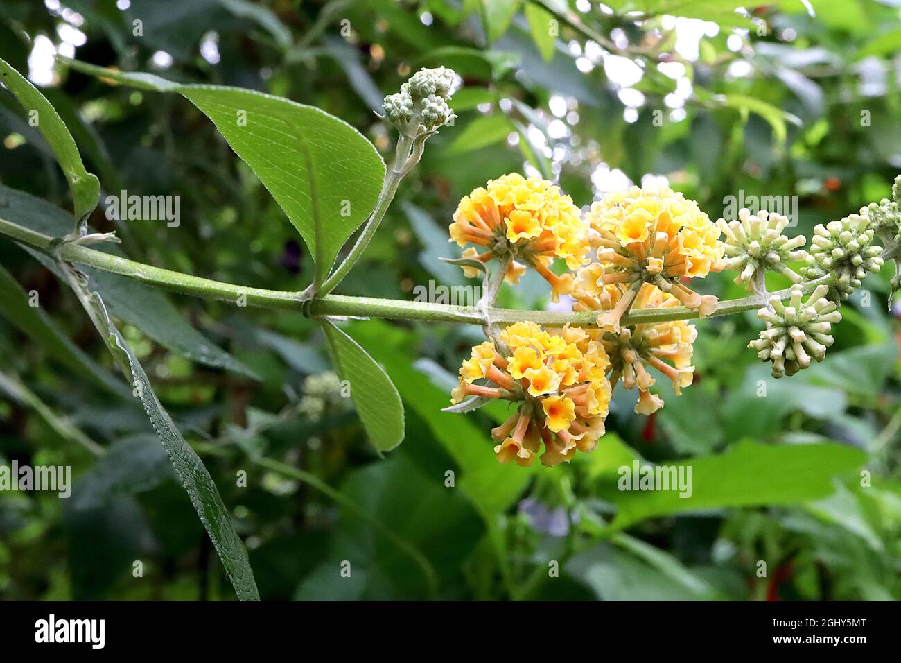 Buddleja x weyeriana 'Sungold' Buisson de papillon Sungold – amas sphériques de fleurs tubulaires jaunes avec centre orange, août, Angleterre, Royaume-Uni Banque D'Images