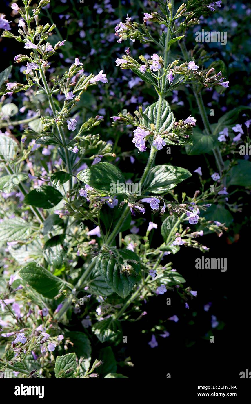 Taches blanches menthe Banque de photographies et d’images à haute résolution Alamy