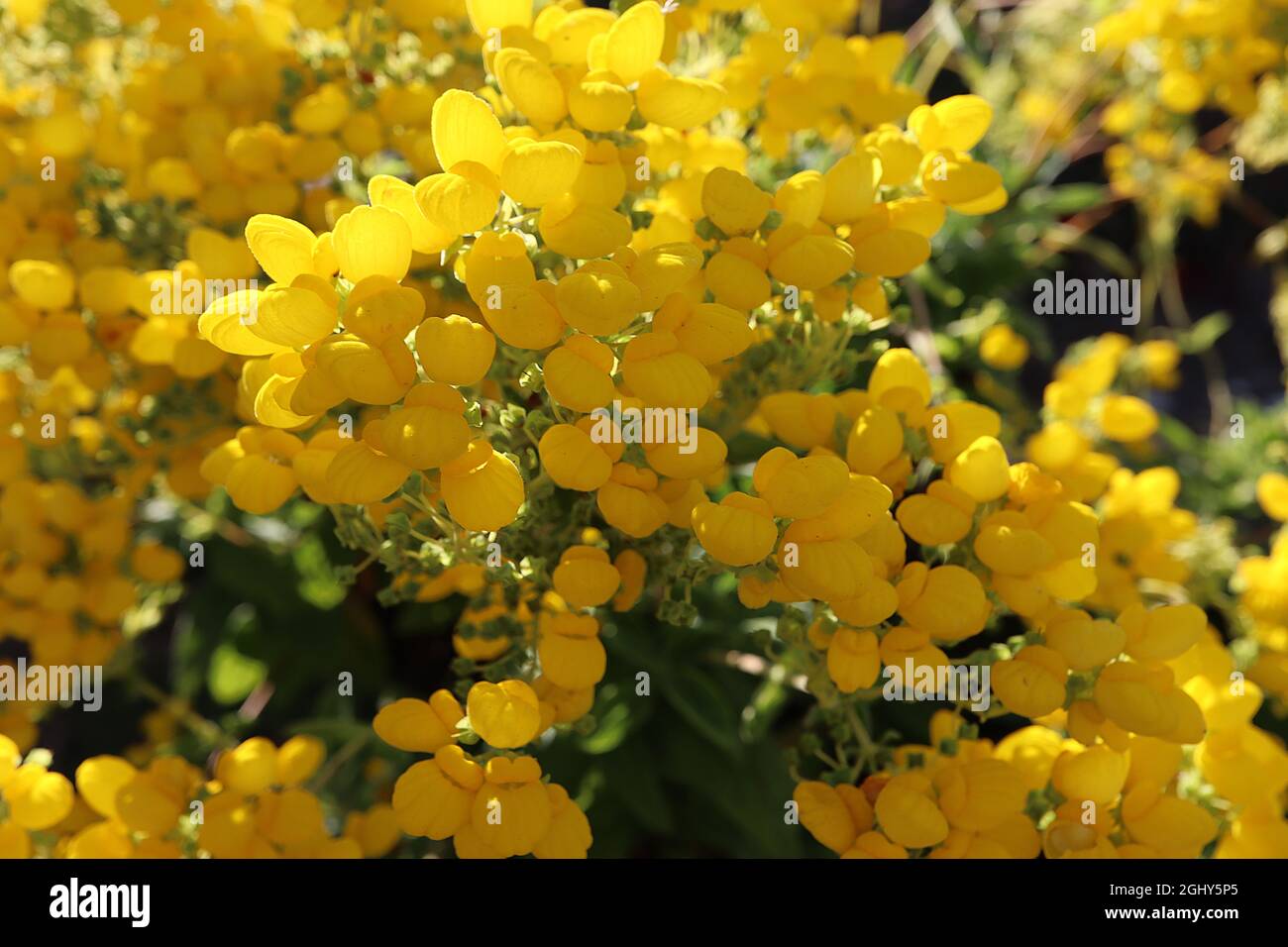 Calceolaria integrifolia « Soleil jaune » buisson slippermoort Soleil jaune – grappes denses de fleurs jaunes ressemblant à une poche et de feuilles pennées mi-vertes, août, Banque D'Images