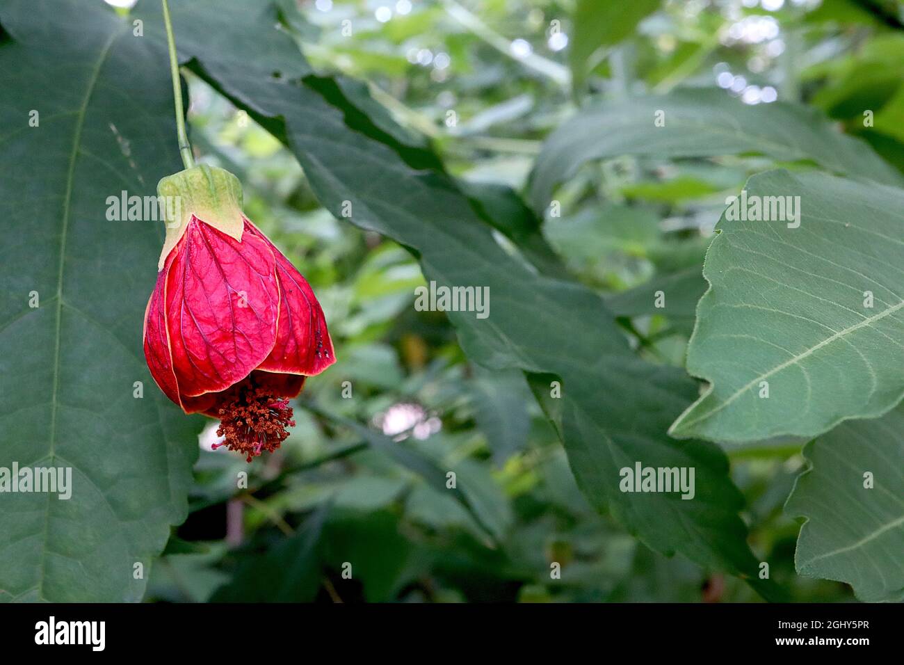 Callianthe picta Abutilon pictum – fleurs rouges en forme de cloche avec nervures bordeaux et sépales vert clair, août, Angleterre, Royaume-Uni Banque D'Images