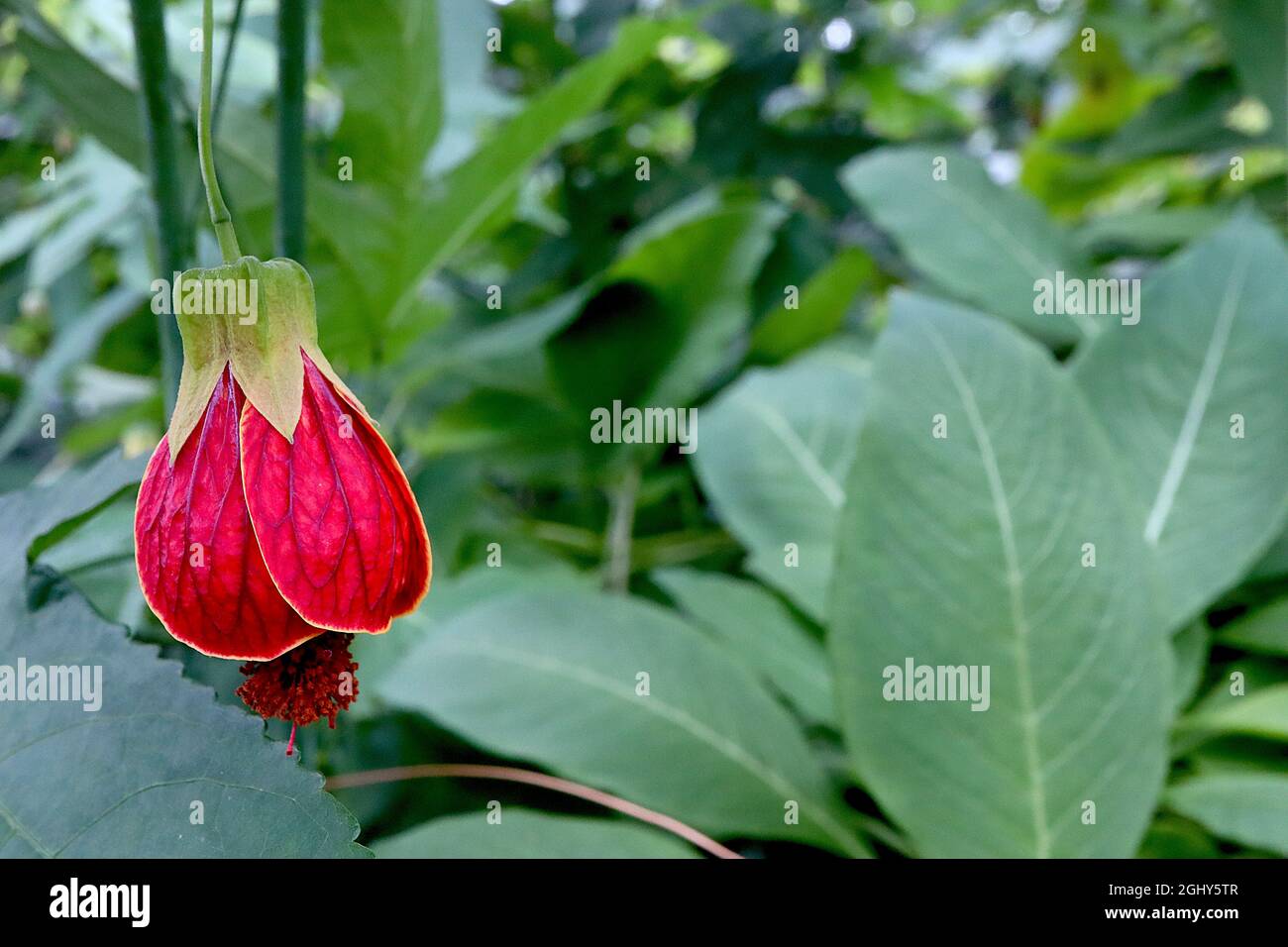 Callianthe picta Abutilon pictum – fleurs rouges en forme de cloche avec nervures bordeaux et sépales vert clair, août, Angleterre, Royaume-Uni Banque D'Images