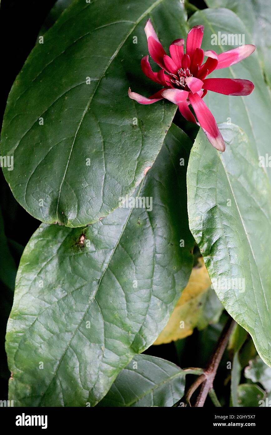 Calycanthus occidentalis, arbuste occidental – petites fleurs rouge profond ressemblant à des nénuphars et feuilles vertes vives ovées, août, Angleterre, Royaume-Uni Banque D'Images