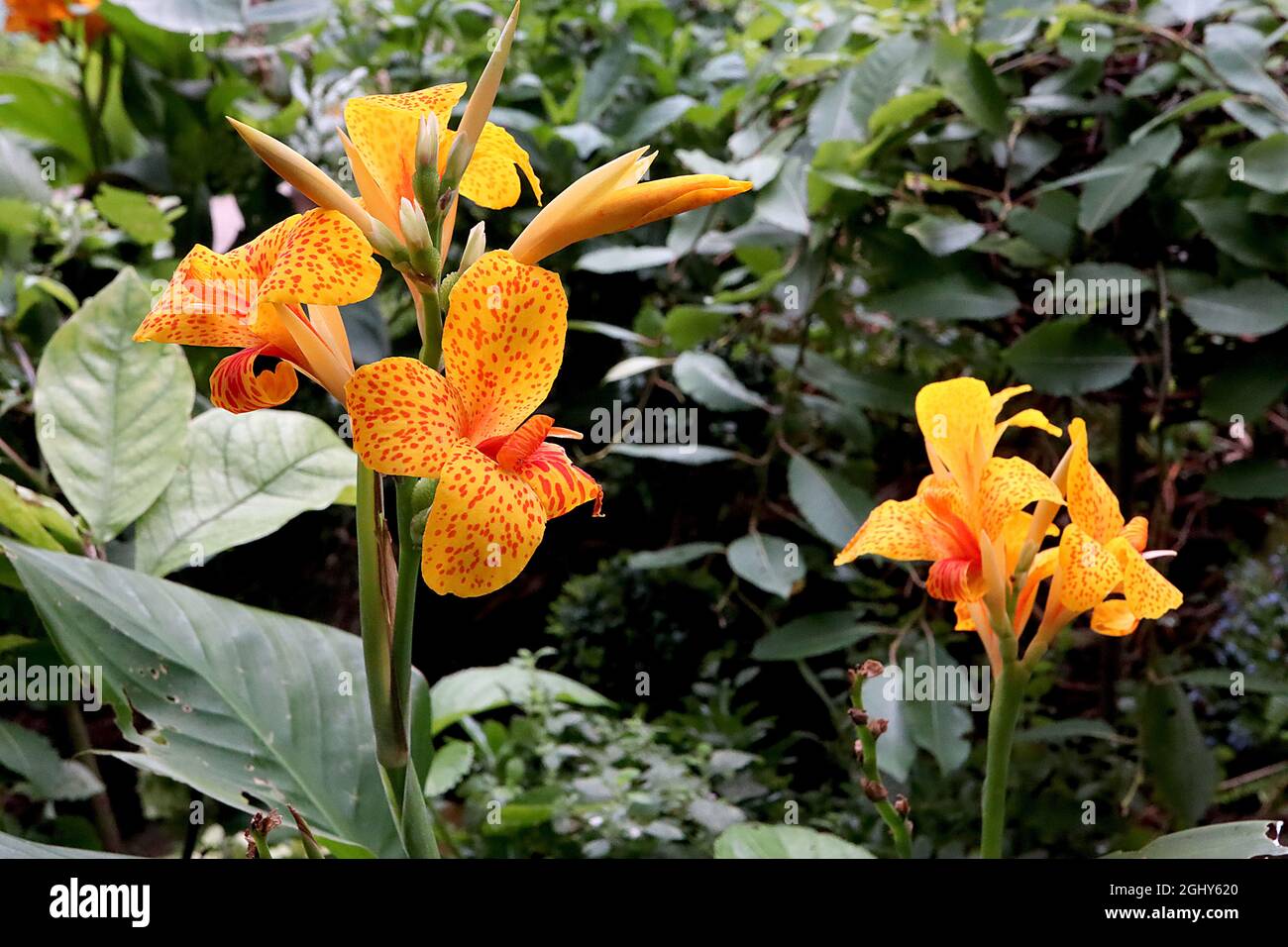 Canna ‘Picasso’ Canna Lily Picasso – fleurs jaunes avec des taches rouges et des pétales réfléchissants, de larges feuilles ovales vert foncé, août, Angleterre, Royaume-Uni Banque D'Images