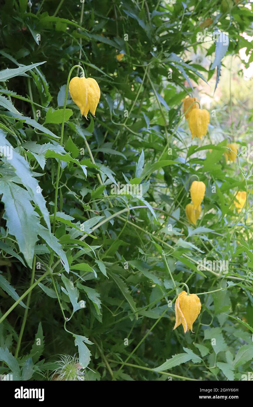 Clematis tangutica ‘Bill MacKenzie’ Golden clematis – petites fleurs jaunes en forme de cloche et feuilles mi-vertes lobées, août, Angleterre, Royaume-Uni Banque D'Images