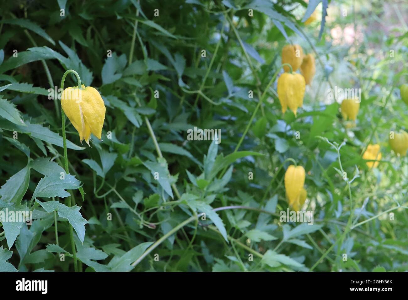 Clematis tangutica ‘Bill MacKenzie’ Golden clematis – petites fleurs jaunes en forme de cloche et feuilles mi-vertes lobées, août, Angleterre, Royaume-Uni Banque D'Images