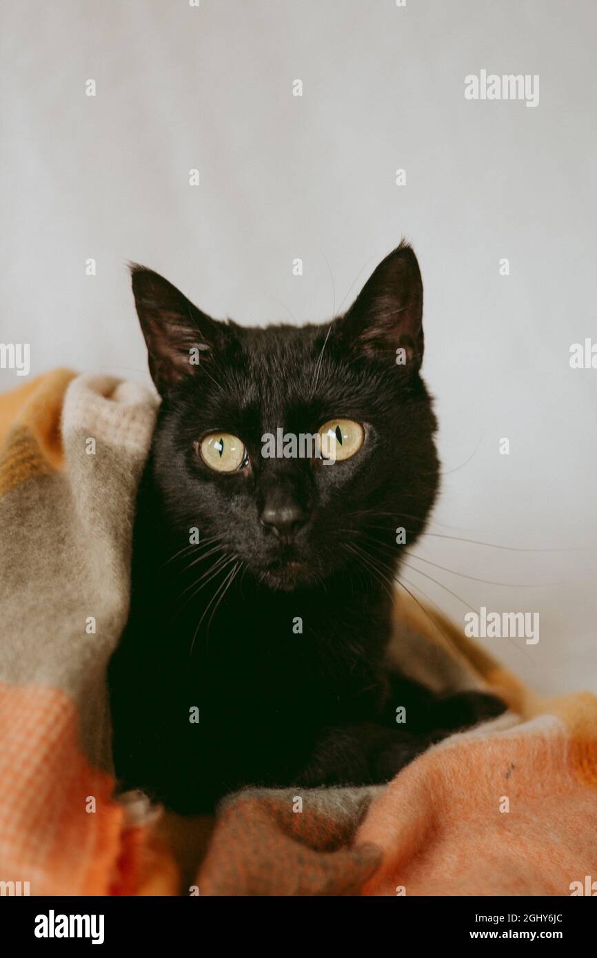 Chat noir enveloppé dans une couverture Banque D'Images