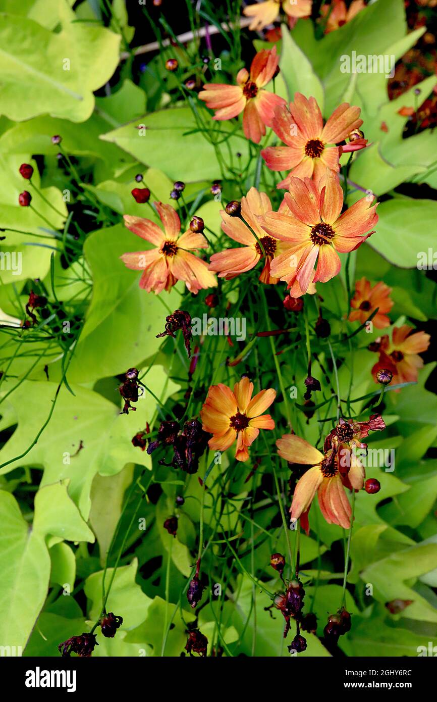 Coreopsis lanceolata «Mango Punch» tickseed Mango Punch – fleurs orange dusky avec centre jaune et pétales crantés, août, Angleterre, Royaume-Uni Banque D'Images