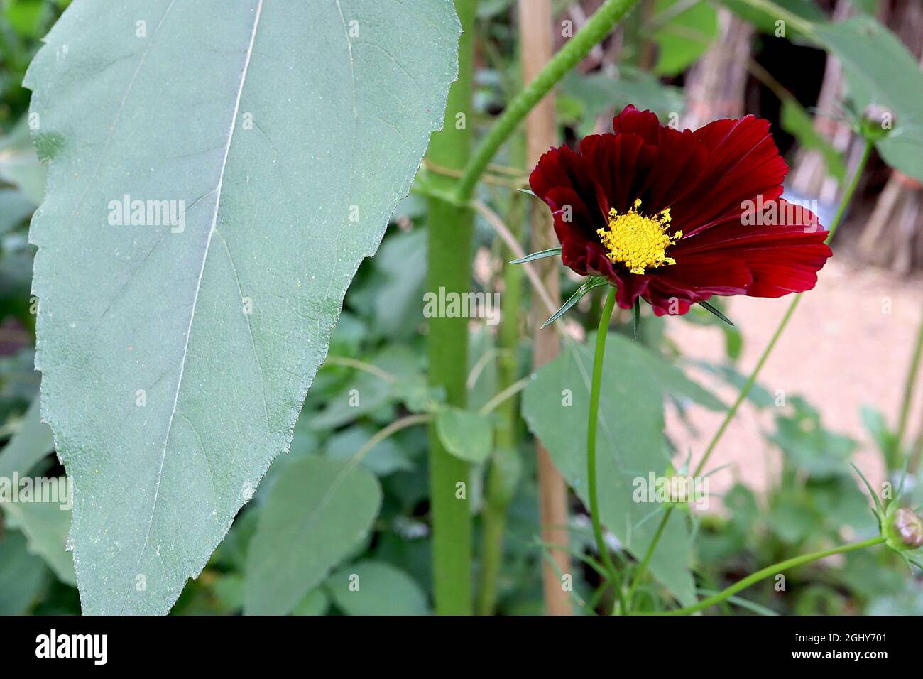 COSMOS atrosanineus Chocolate cosmos – bordeaux crimson fleurs en forme de bol et feuilles en forme de lance, août, Angleterre, Royaume-Uni Banque D'Images