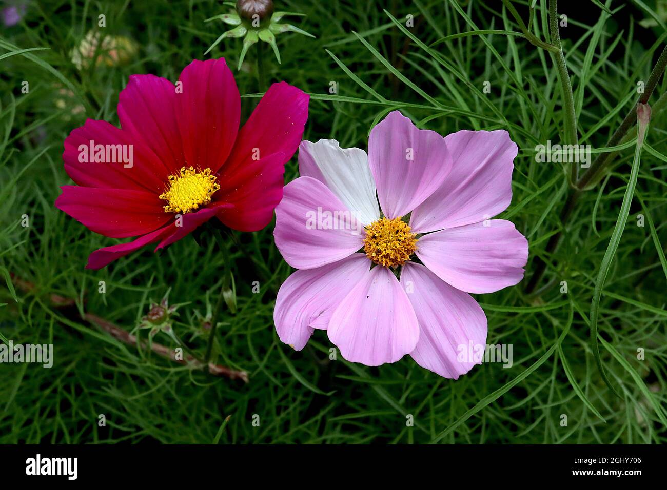 Cosmos bipinnatus ‘Apollo Carmine’, fleurs rouges pourpres, Cosmos bipinnatus ‘Apollo Pink’, fleurs roses moyennes, août, Angleterre, Royaume-Uni Banque D'Images