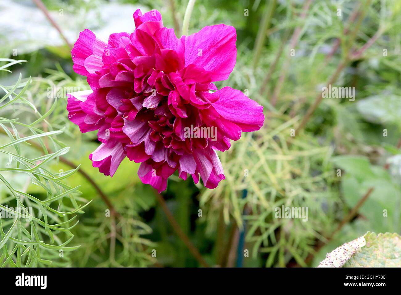 COSMOS bipinnatus ‘Double Click Cranberries’ double fleur rose profonde avec fleurs tubulaires, août, Angleterre, Royaume-Uni Banque D'Images