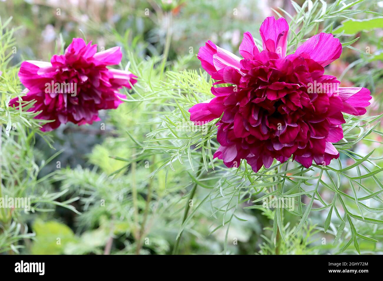 COSMOS bipinnatus ‘Double Click Cranberries’ double fleur rose profonde avec fleurs tubulaires, août, Angleterre, Royaume-Uni Banque D'Images