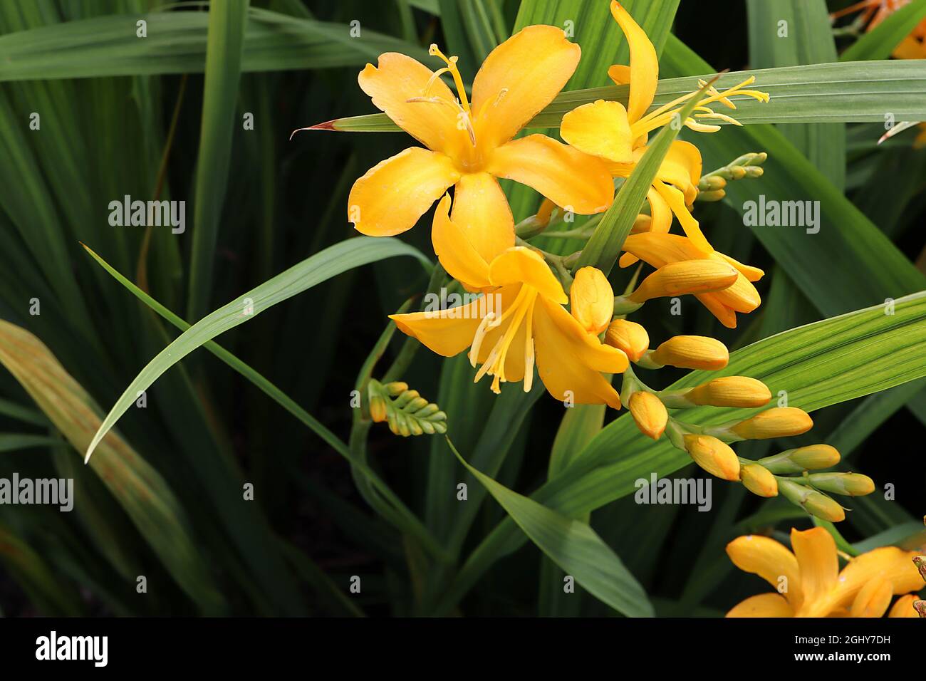 Crocosmia ‘Pauls Best Yellow’ montbestia Pauls Best Yellow – petites fleurs jaunes en forme d’entonnoir avec intérieur jaune sur tiges voûtées, août, Royaume-Uni Banque D'Images