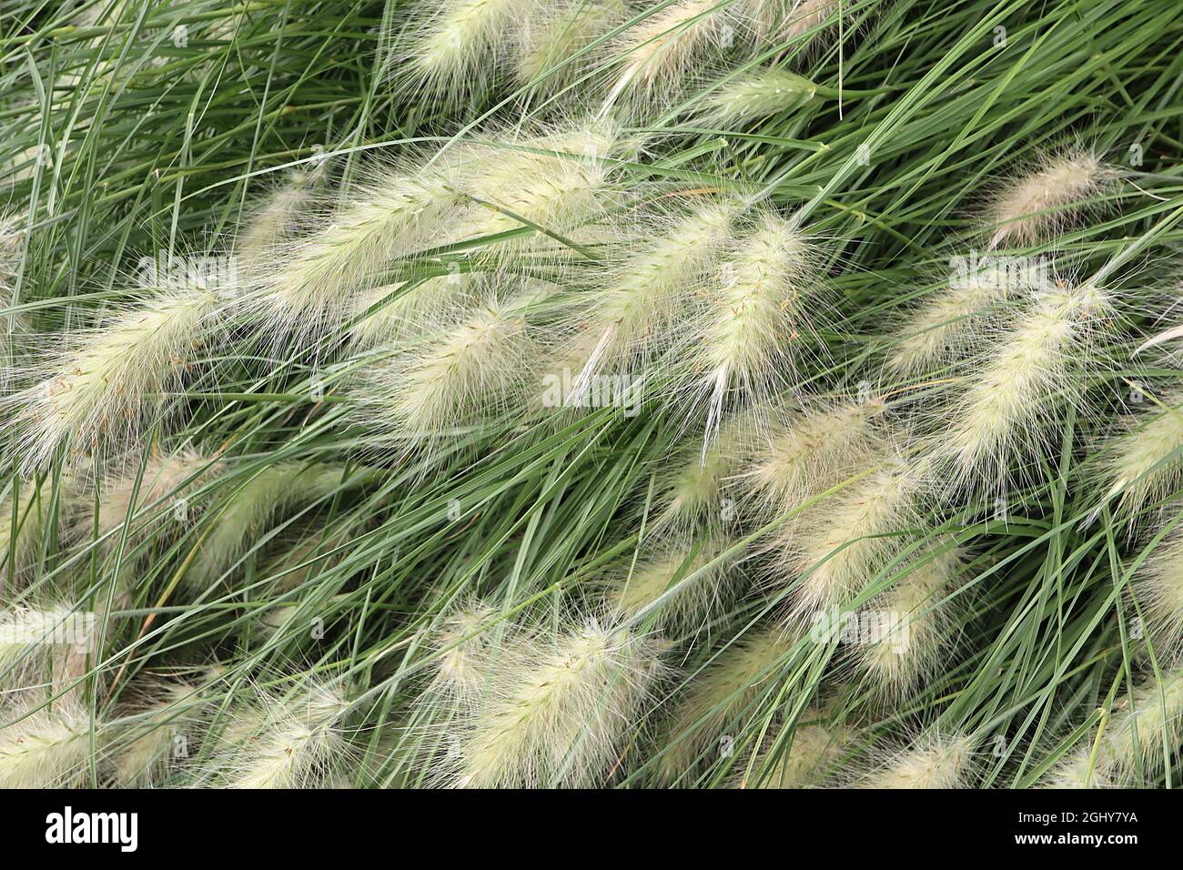 Cynosurus echinatus herbe de queue – amas ovales de fleurs ou d'épillets vert pâle et étroite arc de feuilles vertes grises, août, Angleterre, Banque D'Images
