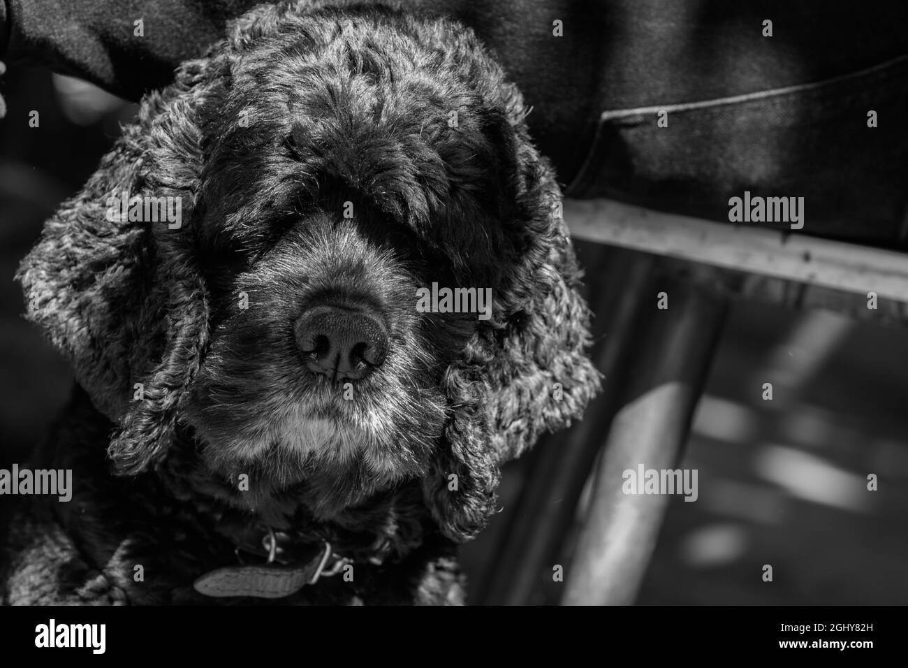 Cocker terrier aux cheveux longs et bouclés. Photo en noir et blanc. Banque D'Images