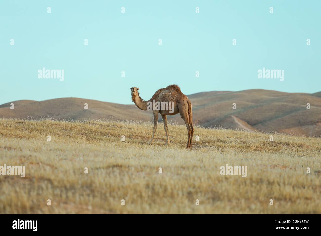 Chameau debout sur la terre du désert à Sunrise. Banque D'Images