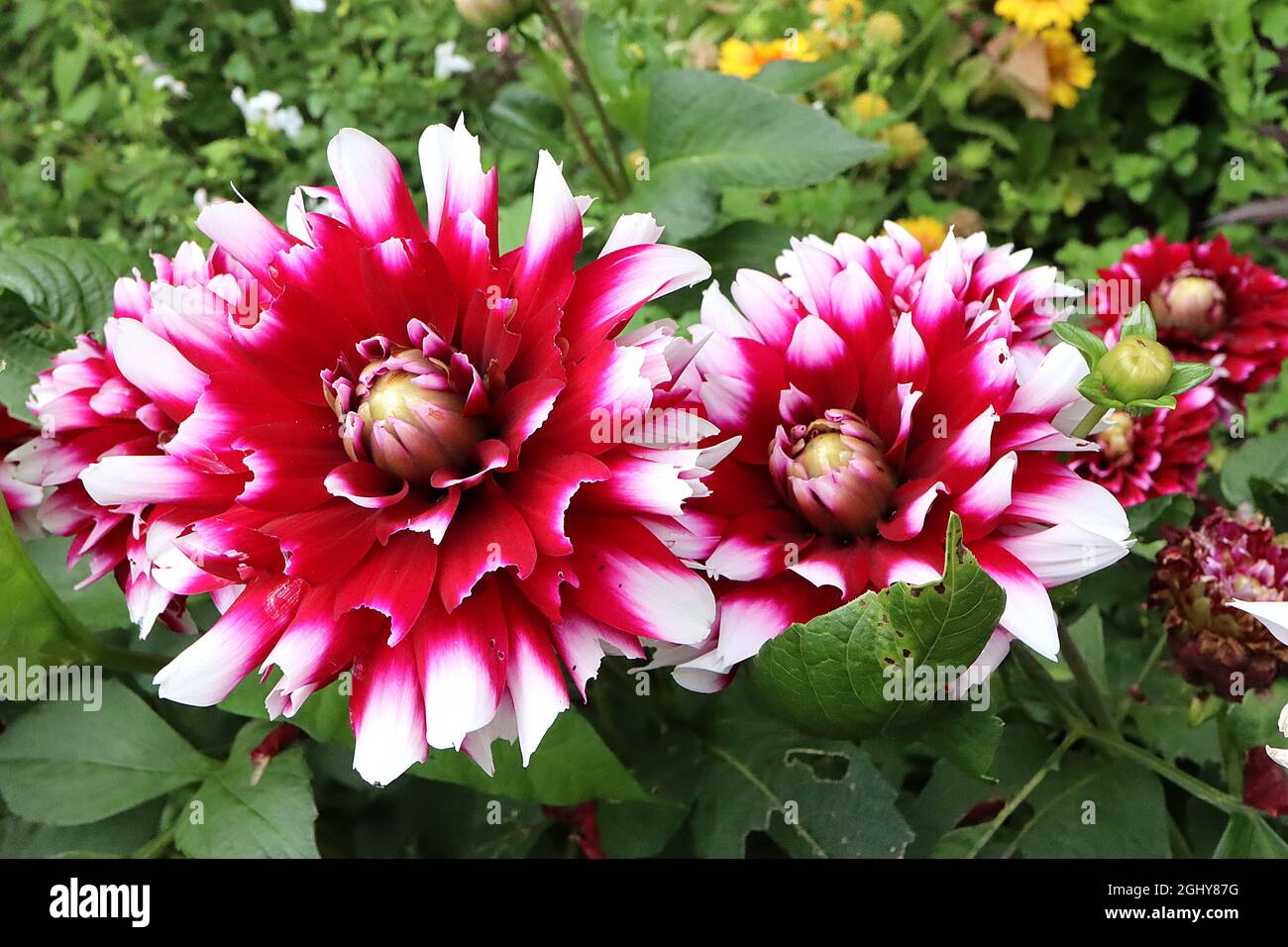 Dahlia 'Duet' Decorative Dahlia Group 5 fleurs rouges profondes à bout blanc, août, Angleterre, Royaume-Uni Banque D'Images