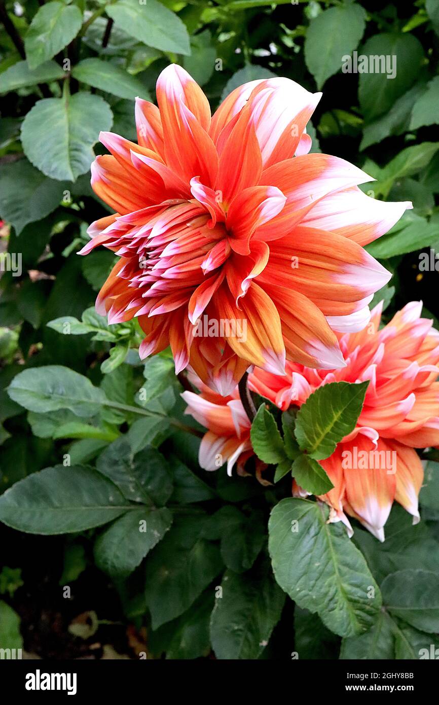 Dahlia ‘Holland Festival’ Decorative Dahlia Group 5 grandes fleurs orange à bout blanc, août, Angleterre, Royaume-Uni Banque D'Images