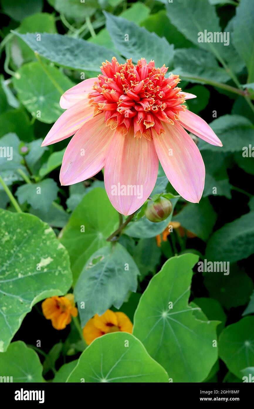 Dahlia ‘totalement Tangerine’ Dahlia, groupe 2, fleurs jaunes pâle avec lavage rose moyen, fleurs tubulaires rouges avec jaune, août, Royaume-Uni Banque D'Images