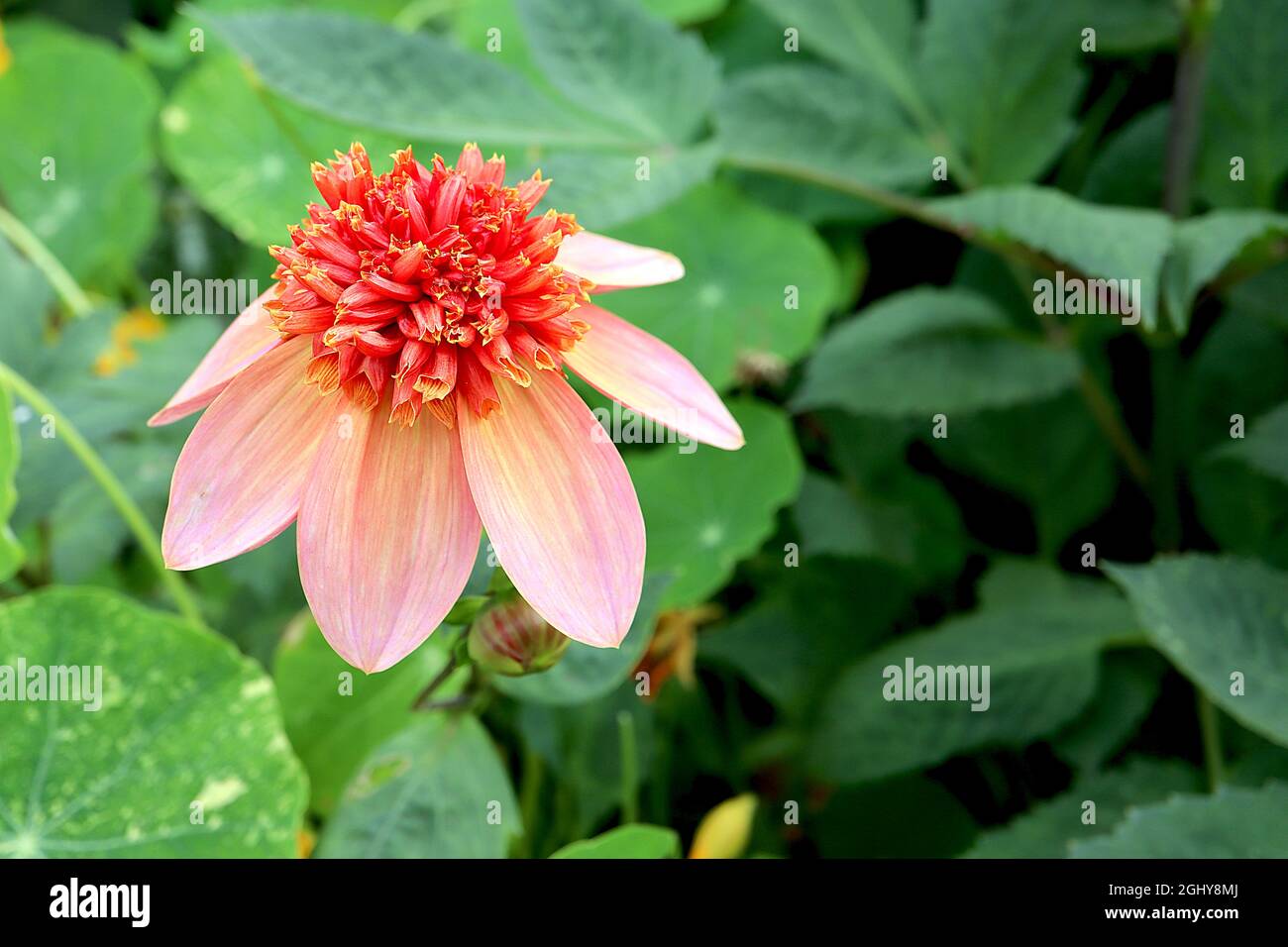 Dahlia ‘totalement Tangerine’ Dahlia, groupe 2, fleurs jaunes pâle avec lavage rose moyen, fleurs tubulaires rouges avec jaune, août, Royaume-Uni Banque D'Images