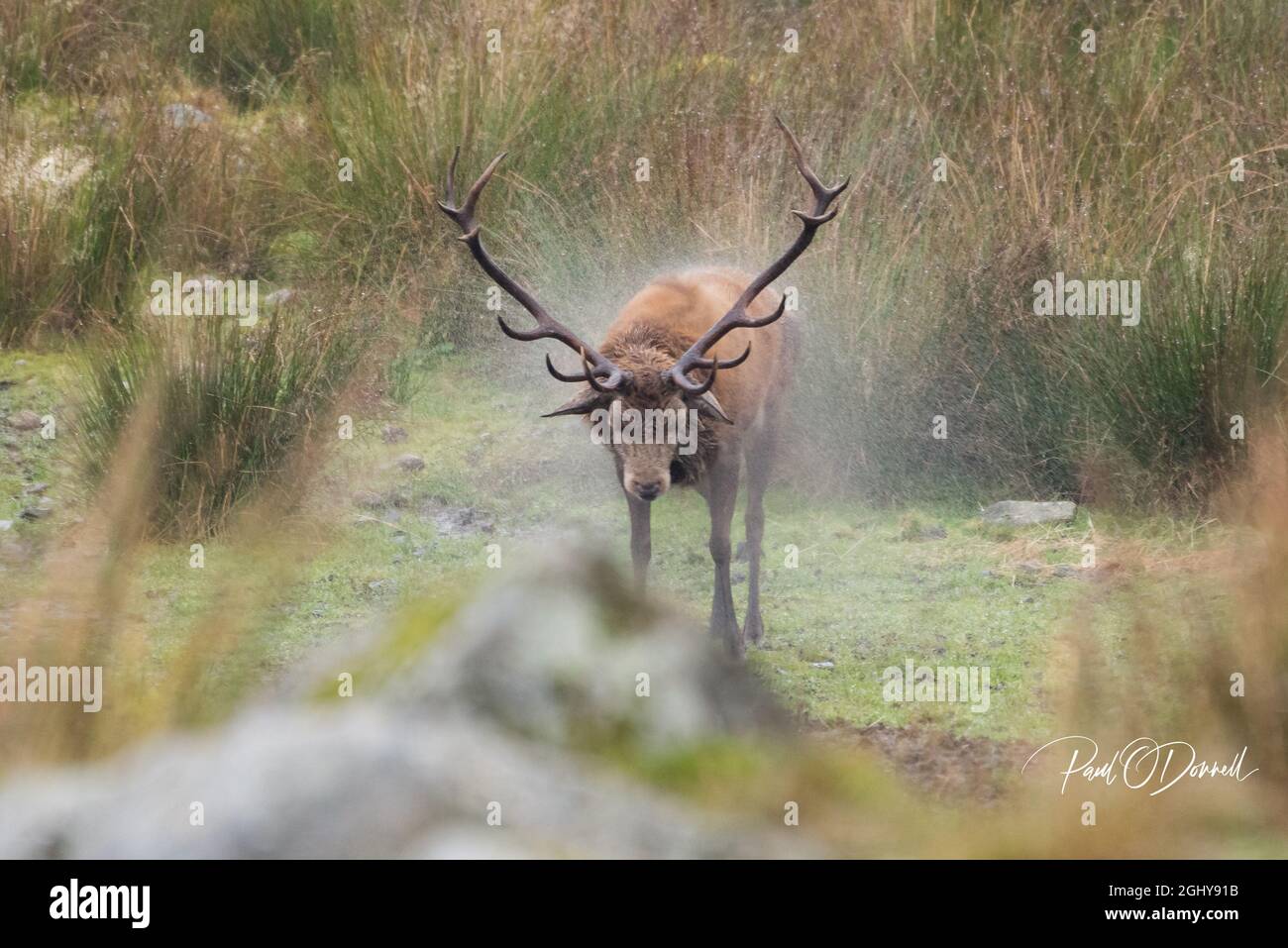 Mouiller le cerf avec des bois qui secouent l'eau de lui Banque D'Images Mouiller le cerf avec des bois qui secouent l'eau de lui Banque D'Images
