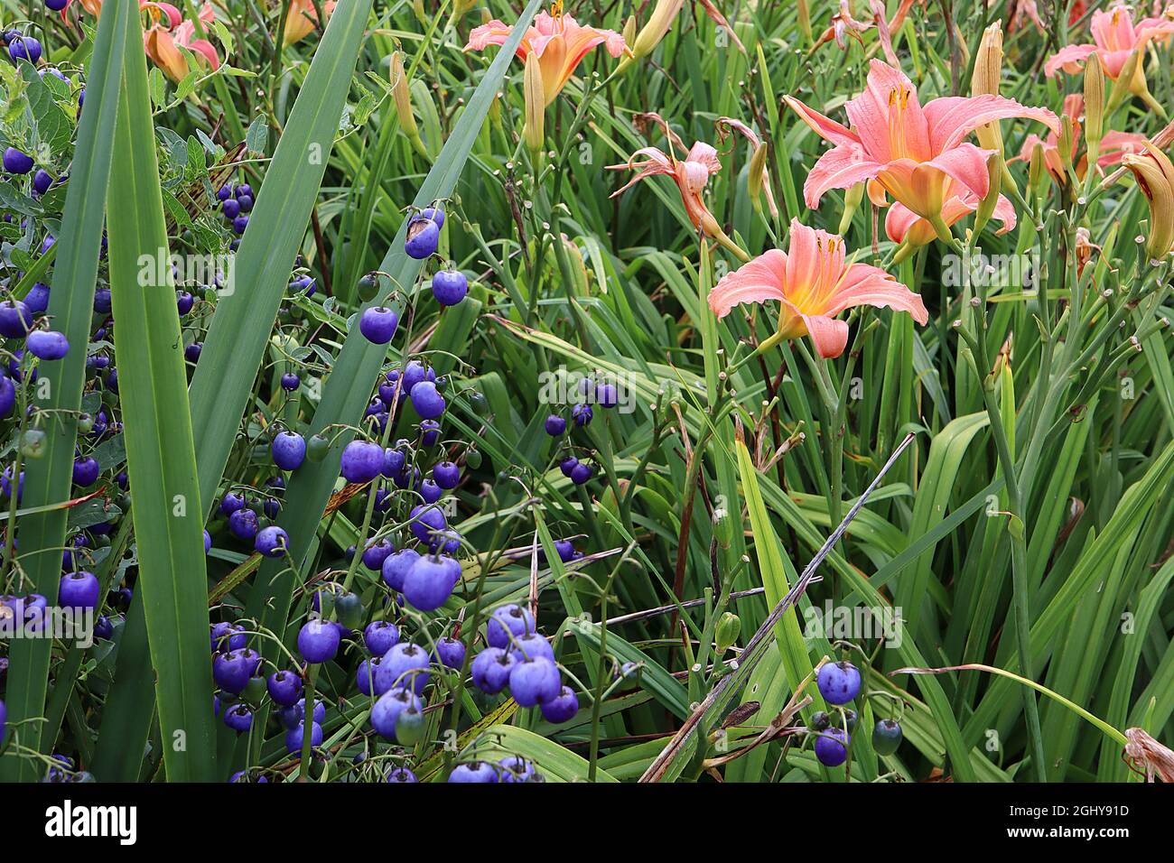 Dianella tasmanica Tasman Lily – ovale bleu violet baies brillantes, Hemérocallis / Daylyly ‘Rose Damas’ fleurs roses corail en forme d’entonnoir, août, Banque D'Images