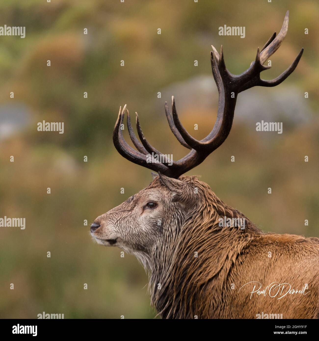 Red Deer avec des bois majestueux Banque D'Images Red Deer avec des bois majestueux Banque D'Images