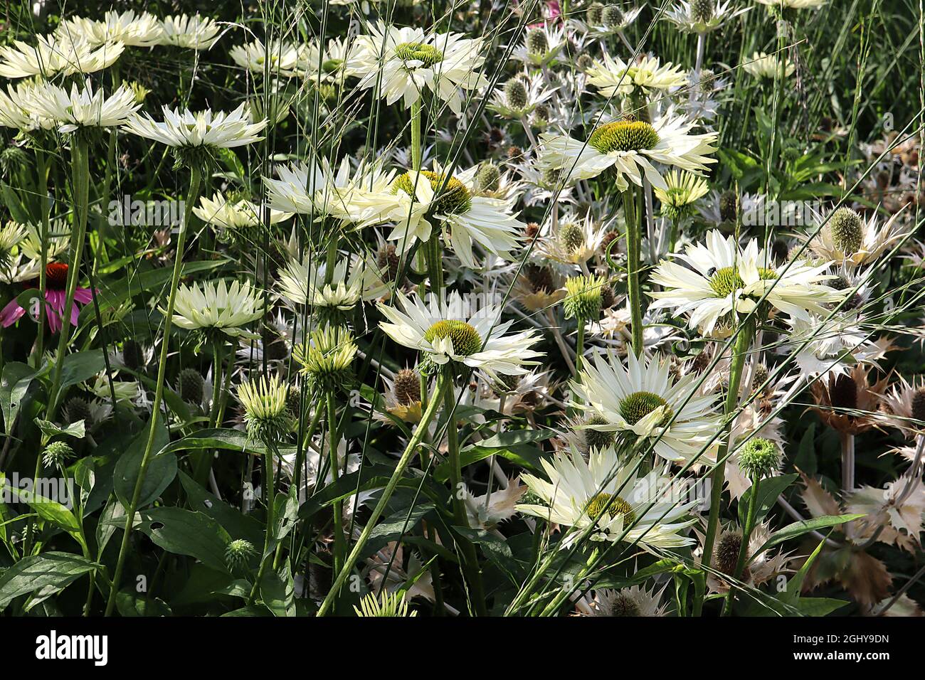 Echinacea purpurea «Virgin» coneflow Virgin – pétales blancs pointés et centre en forme de cône à pointe jaune, août, Angleterre, Royaume-Uni Banque D'Images