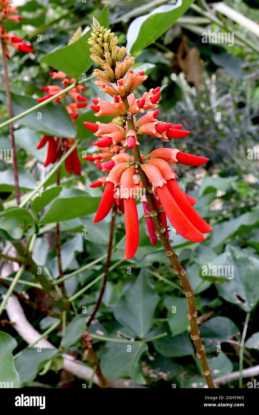 Erythrina humeana nain Coral Tree – panicules coniques de fleurs tubulaires rouge écarlate et de sépales d'orange dusky, août, Angleterre, Royaume-Uni Banque D'Images