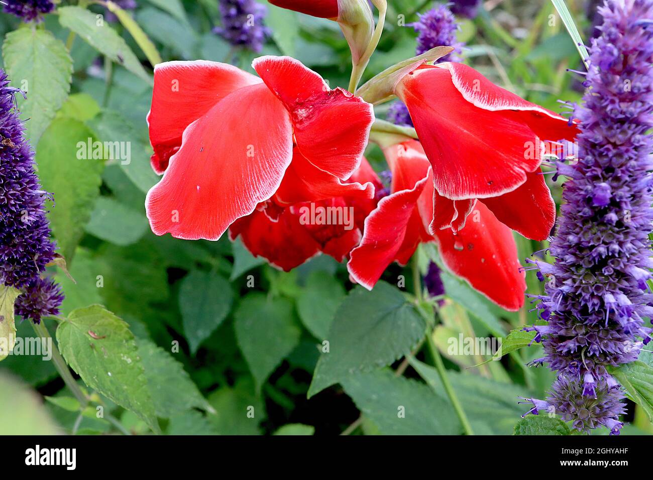 Gladiolus nanus «Atom» épée Lily Atom – corail rouge orange fleurs avec de fines marges blanches, août, Angleterre, Royaume-Uni Banque D'Images