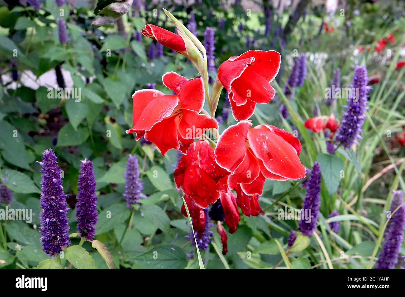 Gladiolus nanus «Atom» épée Lily Atom – corail rouge orange fleurs avec de fines marges blanches, août, Angleterre, Royaume-Uni Banque D'Images