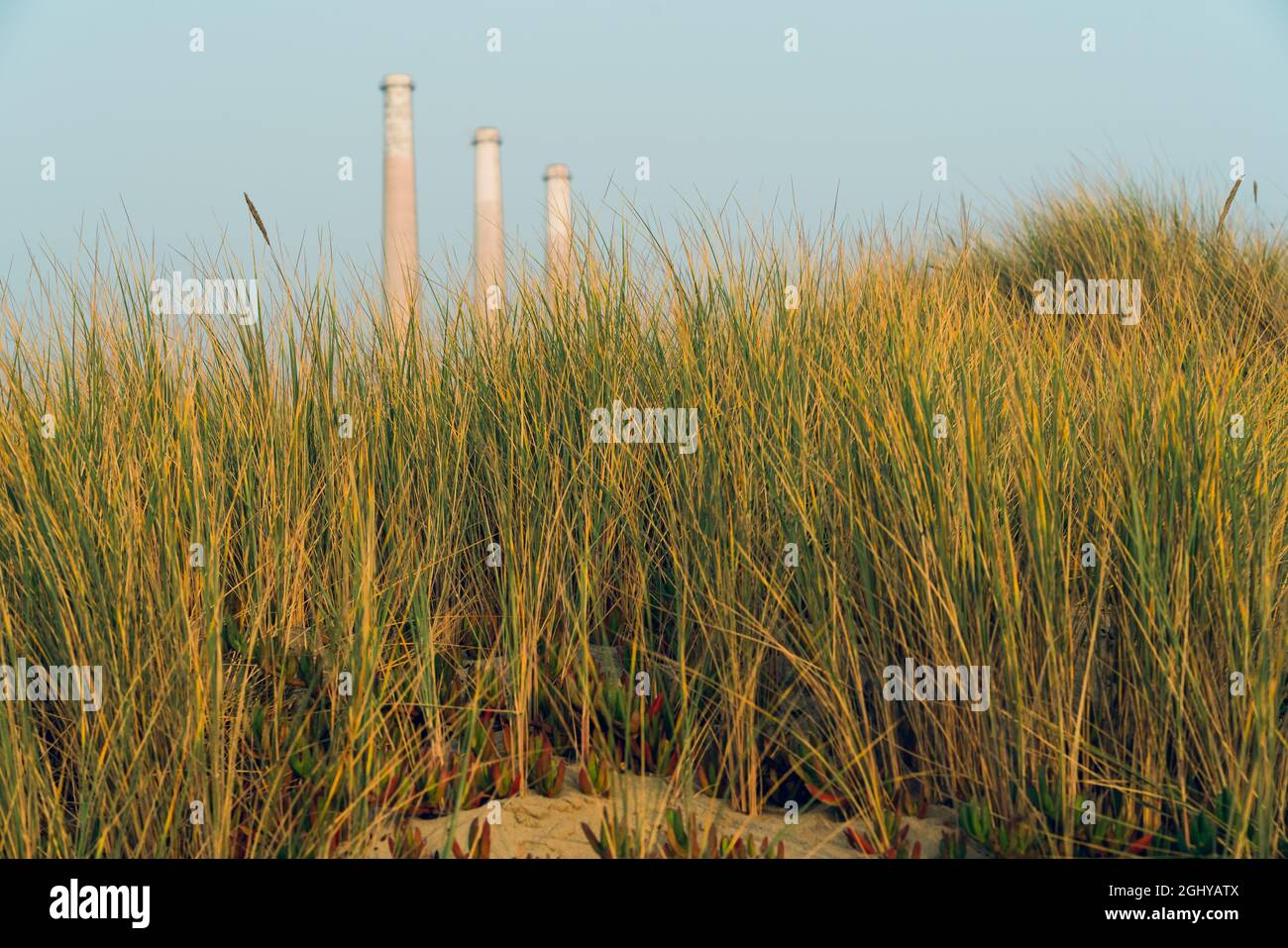 Morro Bay State Park, Californie/États-Unis - 13 septembre 2020. Dunes de sable, plantes indigènes et centrales électriques de Morro Bay, en Californie. Banque D'Images