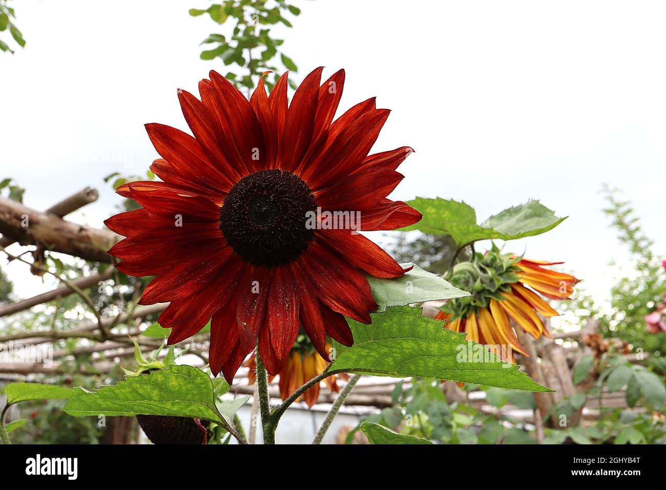 Helianthus annuus tournesol «Red Sun» Red Sun – grandes têtes de fleurs rouge foncé sur de très grandes tiges, août, Angleterre, Royaume-Uni Banque D'Images