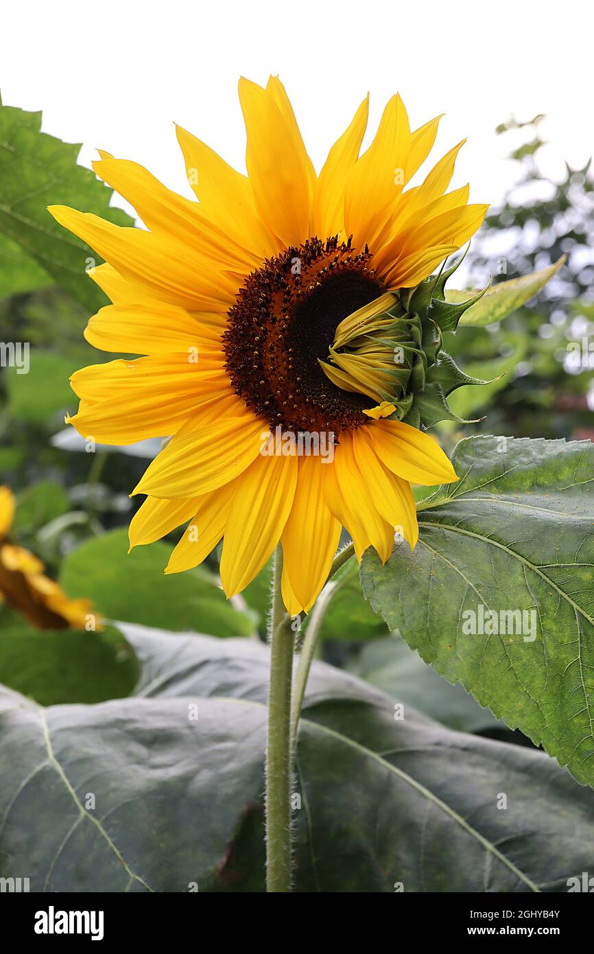 Broche Vintage Fleur De Tournesol - 6,5 Cm - Très Jolie - Neuf Sans Emballage