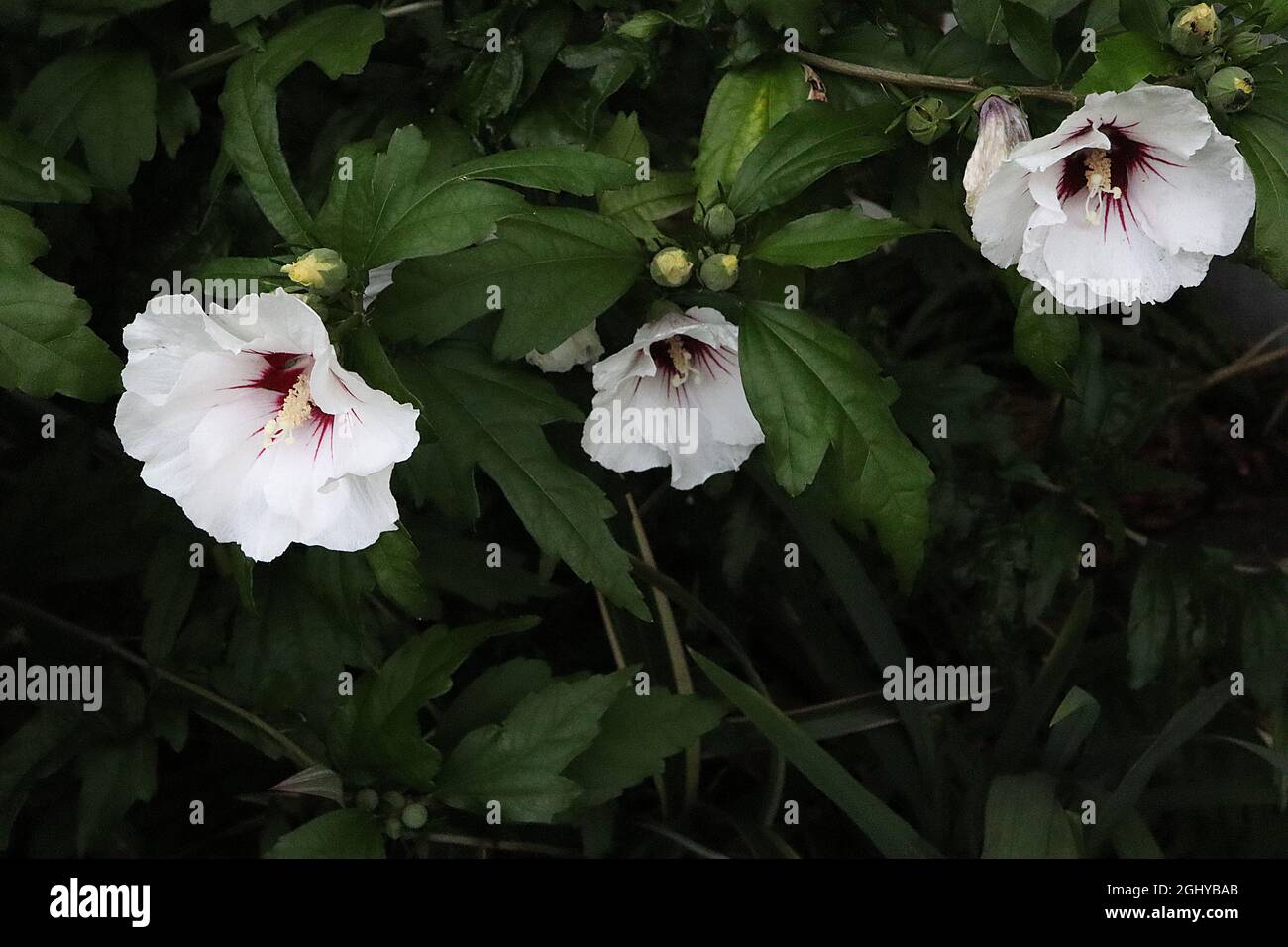 Hibiscus syriacus « cœur rouge » Rose de Sharon cœur rouge – fleurs blanches avec tache rouge évasée, août, Angleterre, Royaume-Uni Banque D'Images