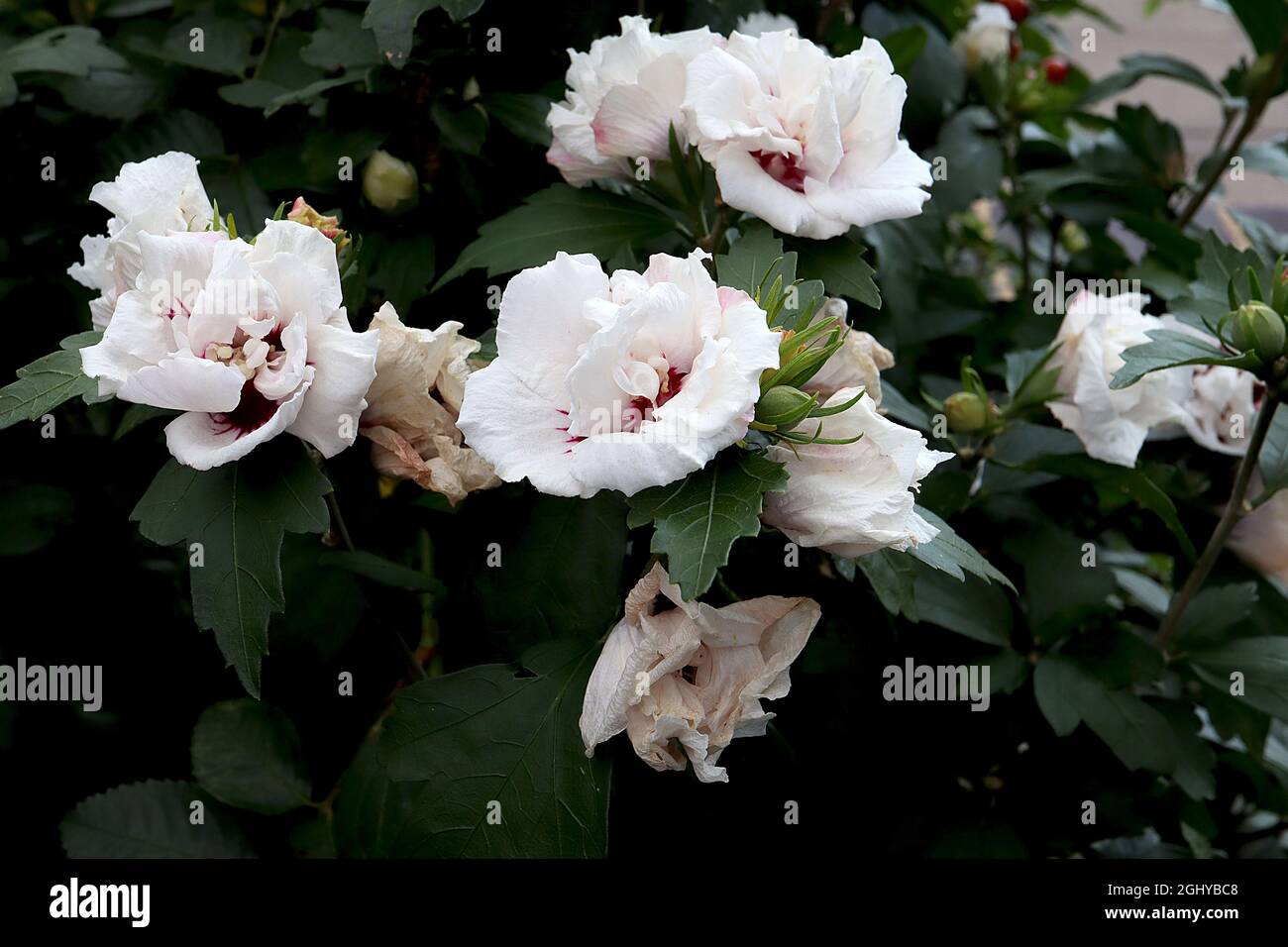 Hibiscus syriacus ‘Speciosus’ Rose de Sharon speciosus – fleurs blanches doubles avec cramoisi évasé, août, Angleterre, Royaume-Uni Banque D'Images