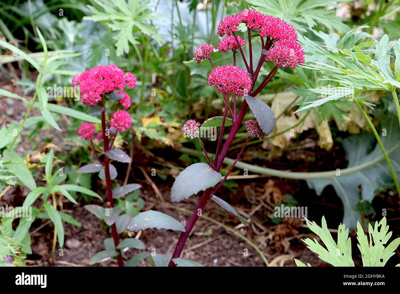 Hylotelephium telephium «Red Cauli» Sedum Red Cauli – fleurs en forme d'étoile rose foncé, feuilles charnues vert foncé et tiges rouges foncées, août, Angleterre, Royaume-Uni Banque D'Images